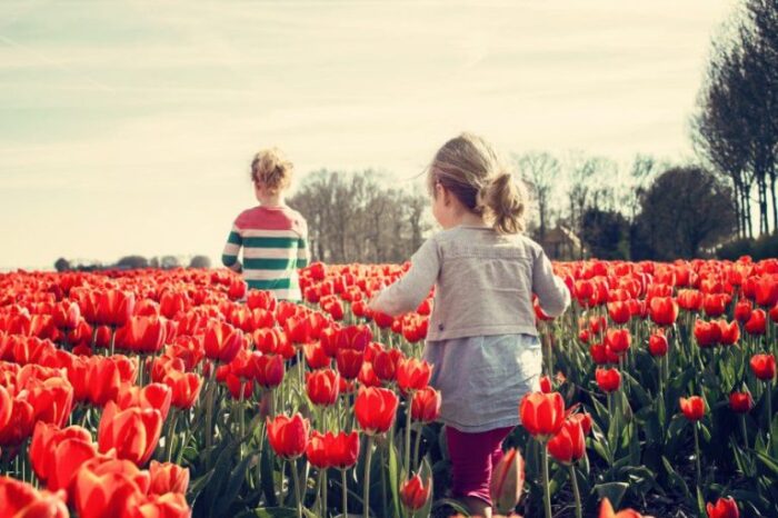 Community Garden حديقة المجتمع