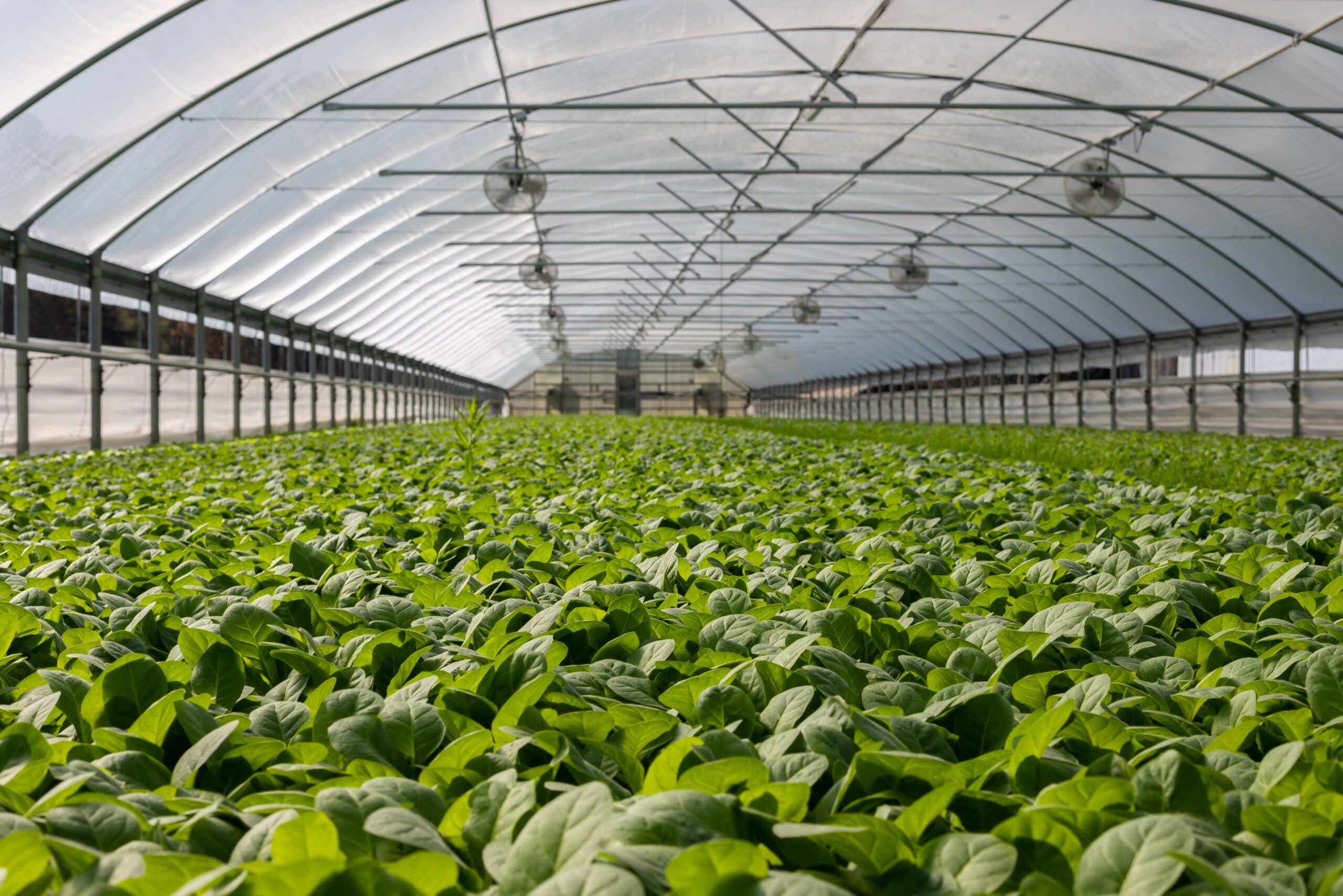 Basins Cultivation احواض زراعه