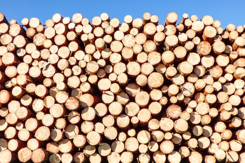 A vibrant pile of timber logs under a clear blue sky, ideal for industrial themes.