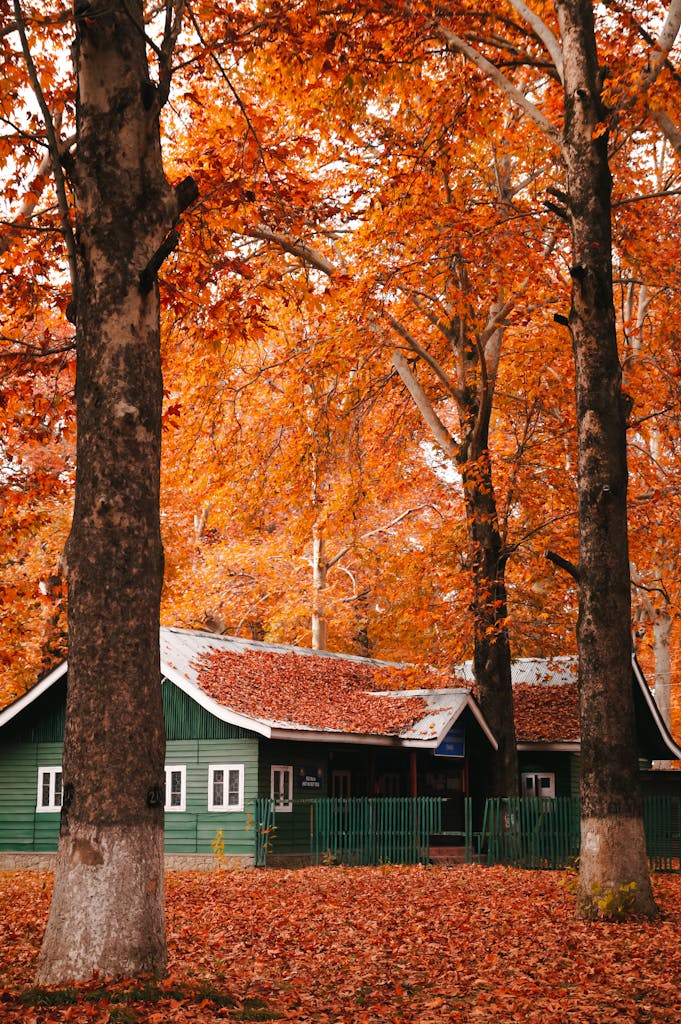 A cozy green house surrounded by vibrant autumn trees and fallen leaves.