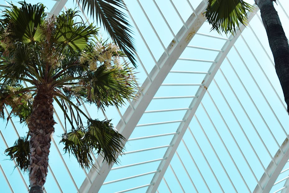 Modern architecture with palm trees in Valencia's greenhouse exhibits urban nature.