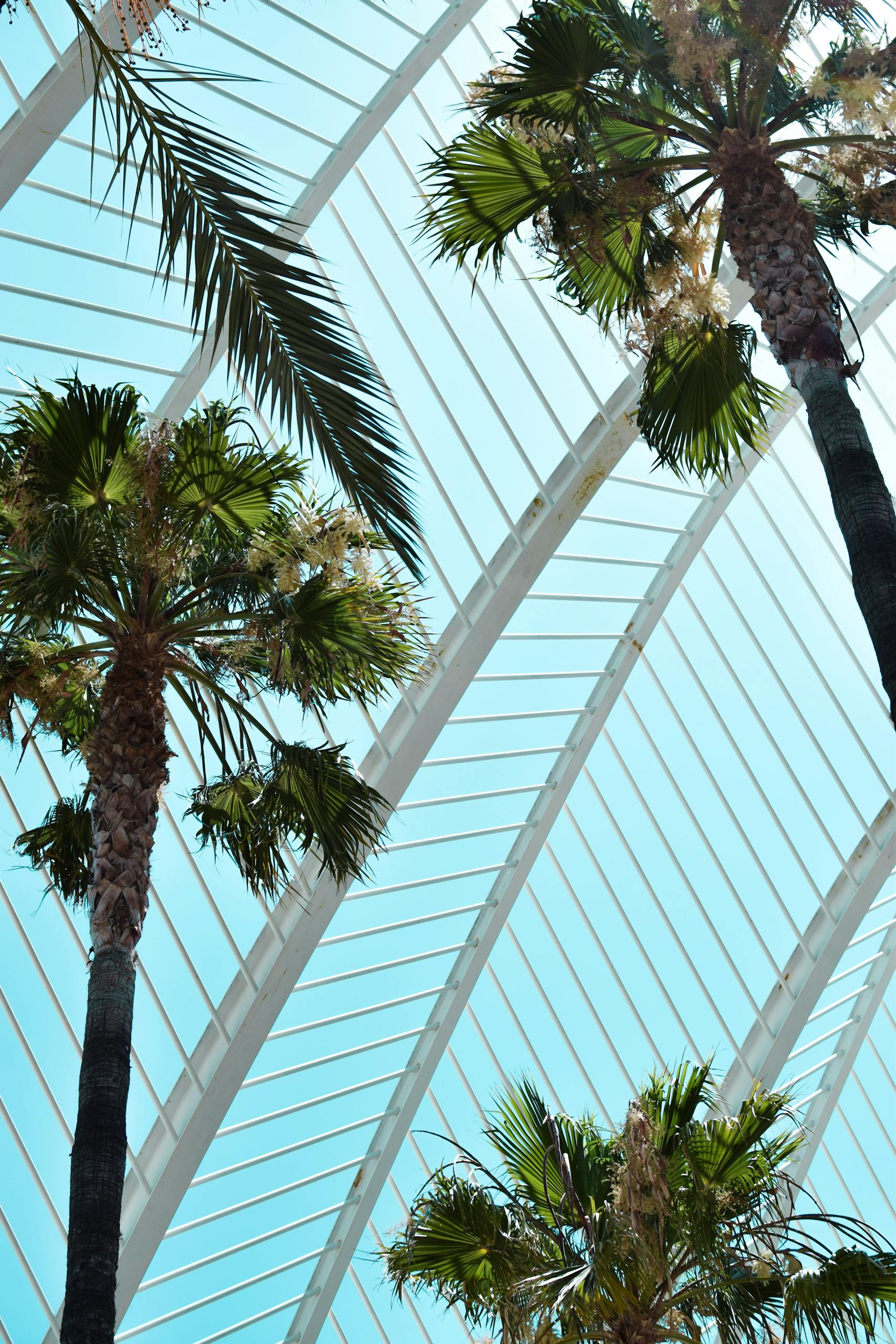 Modern architecture with palm trees in Valencia's greenhouse exhibits urban nature.