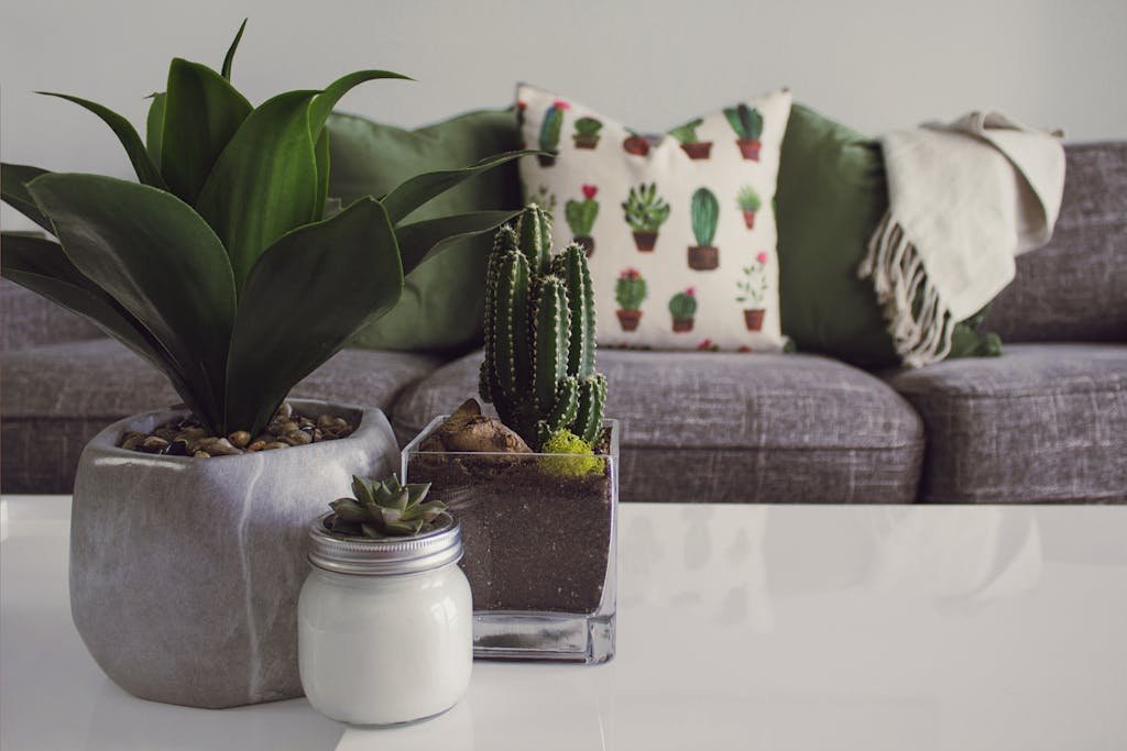 The Role of Indoor Plants in Interior Design