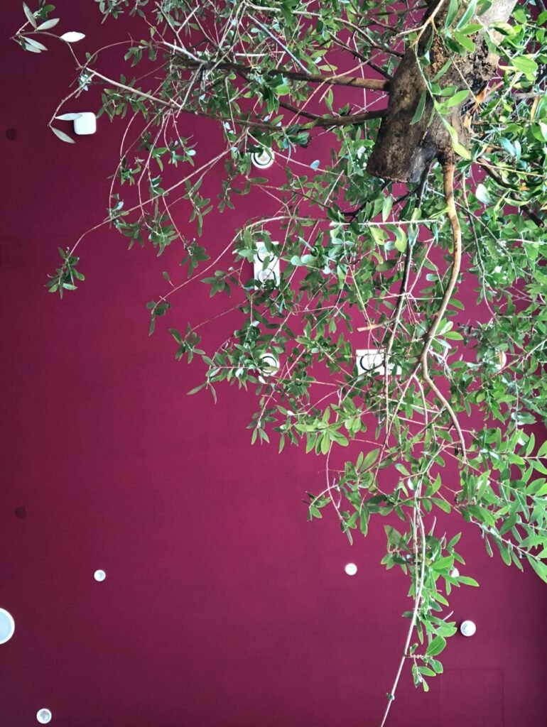 Orthographic ceiling documentation in Vienna, Austria, showing a solid burgundy-red plane with recessed lighting fixtures, partially obscured by the organic green branches of an indoor olive tree.