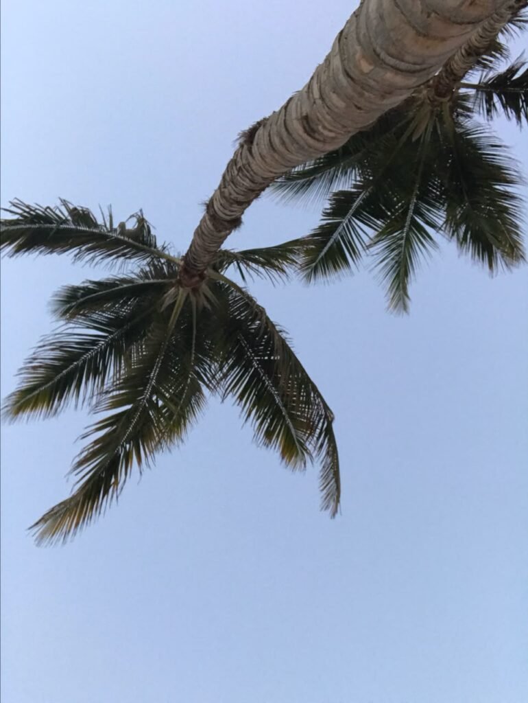 Low-angle orthographic photograph looking up at a palm tree trunk and fronds creating a natural canopy against a clear sky.