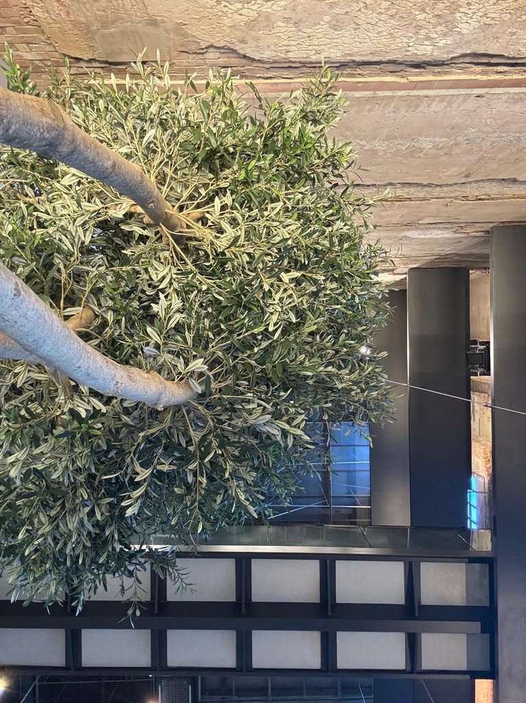 Low-angle view of a mature indoor olive tree canopy reaching upward toward a rustic, original exposed concrete and brick ceiling soffit within a multi-level shopping concourse.